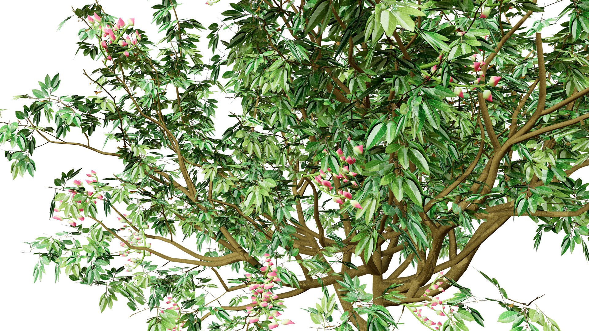 Pistacia Vera Tree 3D Model 3D - TurboSquid 2432584