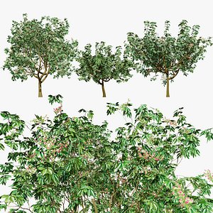 Pistacia Vera Tree 3D Model 3D