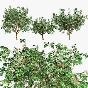 Pistacia Vera Tree 3D Model