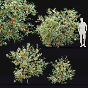 3D shrubs sea buckthorn 2