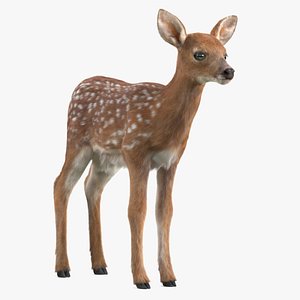 White-Tailed Fawn Deer Fur 3D model