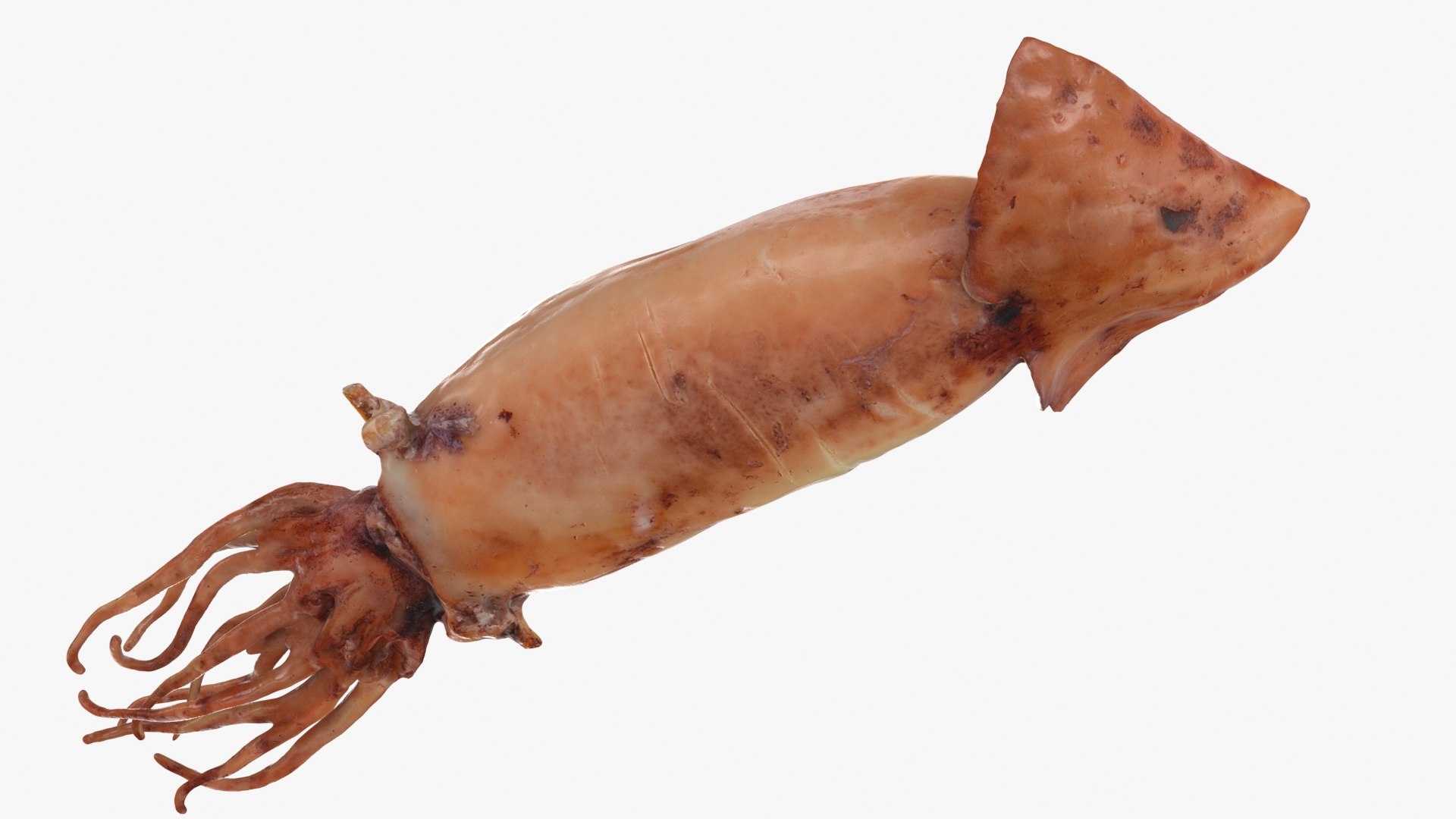 Grilled Squid 3D model https://p.turbosquid.com/ts-thumb/RA/j0HFQq/0a/grilledsquid_b0018/jpg/1698910173/1920x1080/fit_q87/39bda4b289ec3b4769d48ae94edcc073462b046a/grilledsquid_b0018.jpg