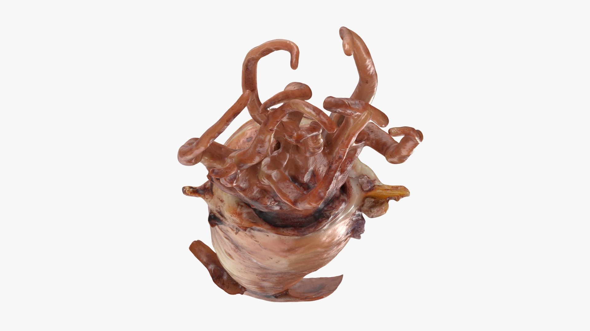 Grilled Squid 3D model https://p.turbosquid.com/ts-thumb/RA/j0HFQq/21/grilledsquid_b0020/jpg/1698910174/1920x1080/fit_q87/c9b48c87aad5b50e1fcdb20b1ef238775eeaf60b/grilledsquid_b0020.jpg