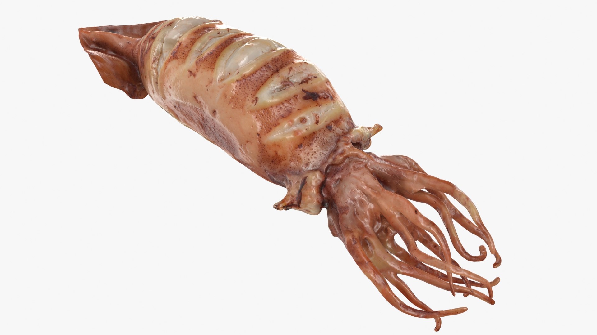 Grilled Squid 3D model https://p.turbosquid.com/ts-thumb/RA/j0HFQq/MK/grilledsquid_b0010/jpg/1698910170/1920x1080/fit_q87/1bc718312faeee9ba91c0949aa50426070d0e0df/grilledsquid_b0010.jpg