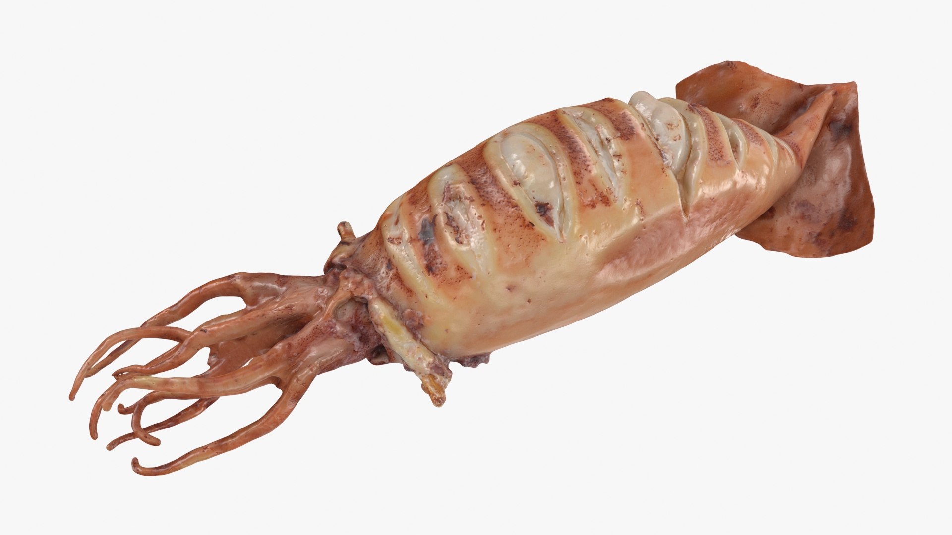 Grilled Squid 3D model https://p.turbosquid.com/ts-thumb/RA/j0HFQq/Qj/grilledsquid_b0005/jpg/1698910167/1920x1080/fit_q87/2383d30bbab8aa27a158020b54d642dfb8816cc9/grilledsquid_b0005.jpg