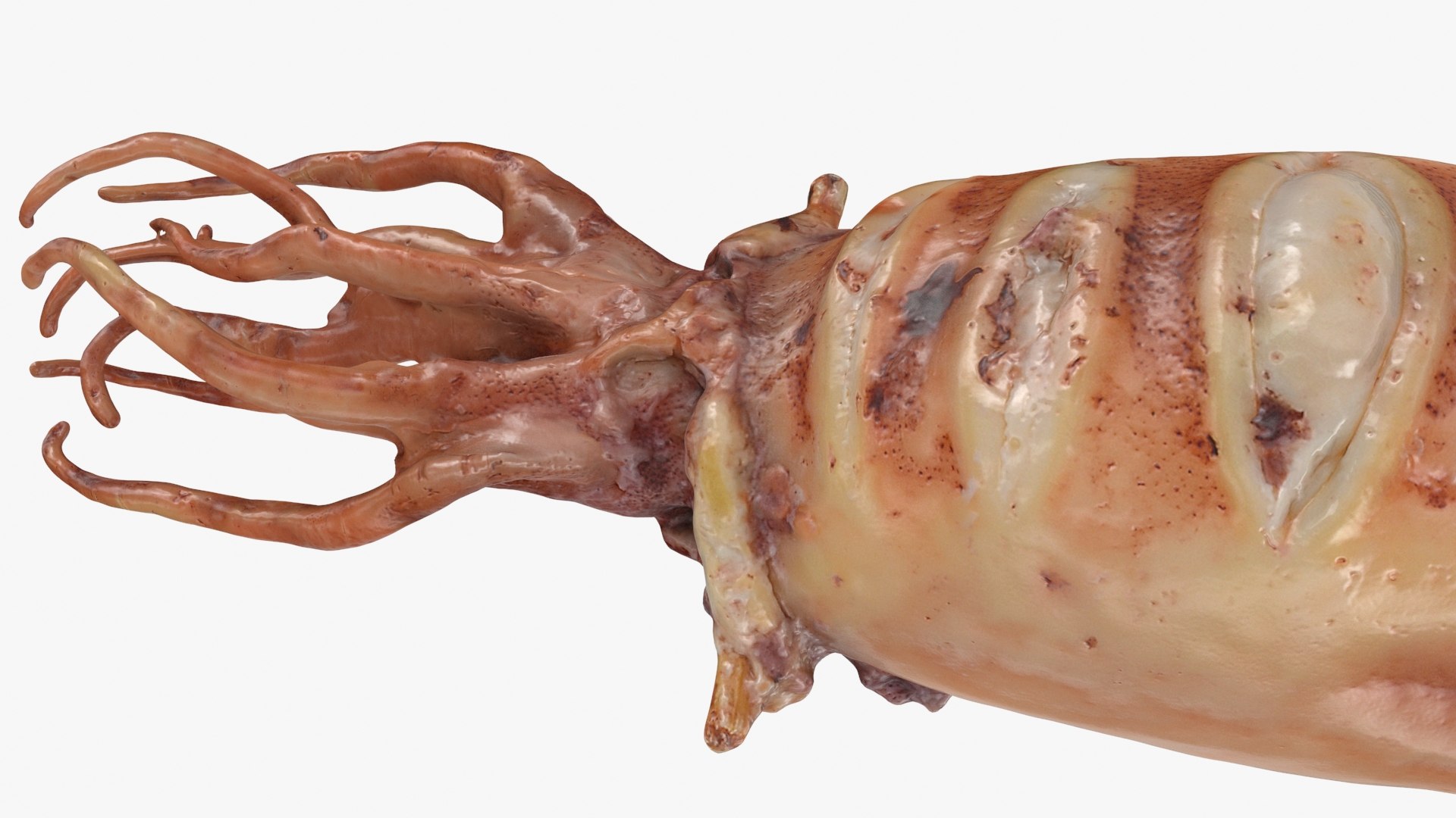 Grilled Squid 3D model https://p.turbosquid.com/ts-thumb/RA/j0HFQq/X1/grilledsquid_b0012/jpg/1698910170/1920x1080/fit_q87/00c7ccb70d813b301af97dff16a80ed4c93268d3/grilledsquid_b0012.jpg