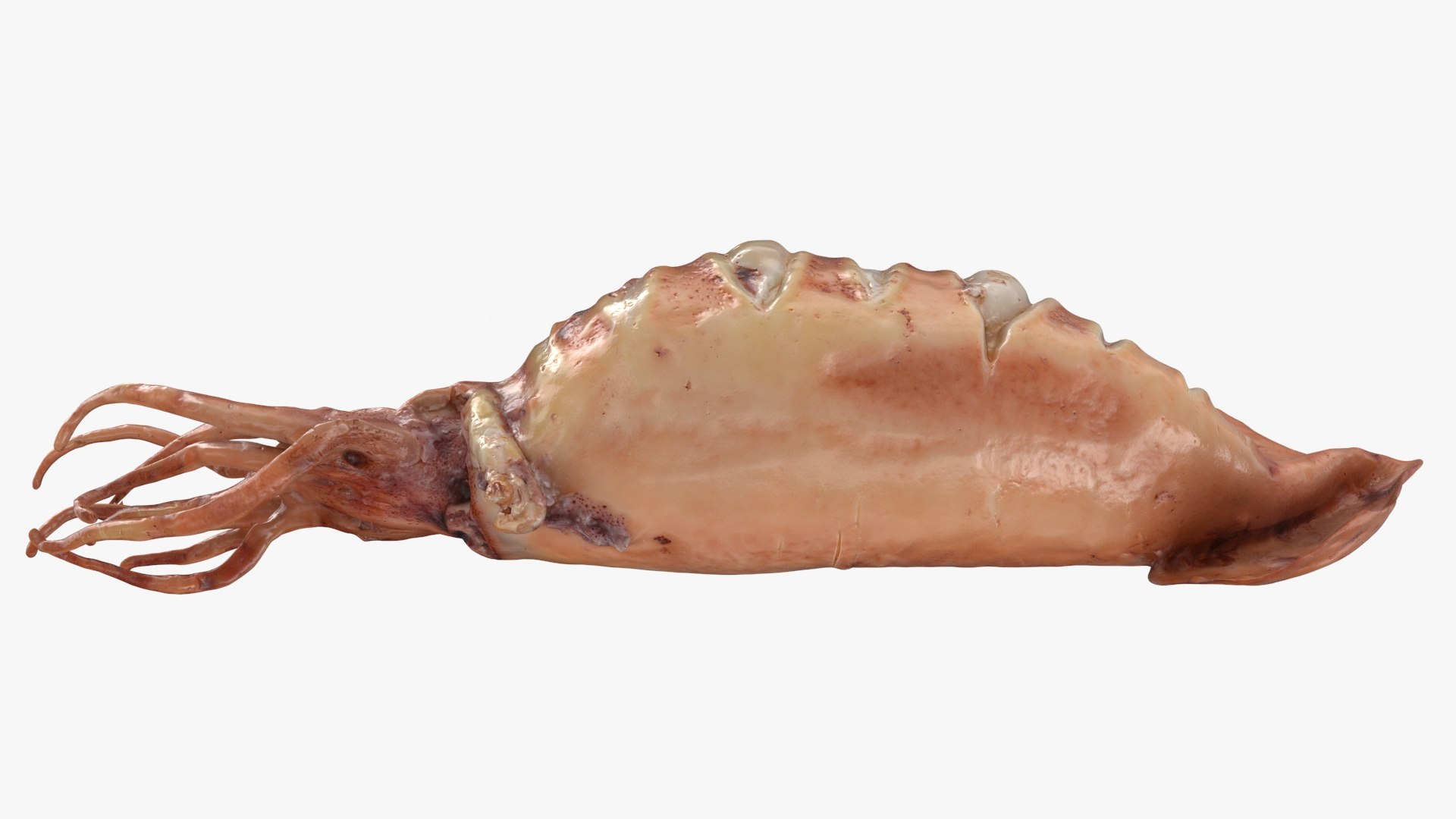Grilled Squid 3D model https://p.turbosquid.com/ts-thumb/RA/j0HFQq/eG/grilledsquid_b0022/jpg/1698910174/1920x1080/fit_q87/286187ae64650d08d2dd4292187ff3608e27c9c2/grilledsquid_b0022.jpg