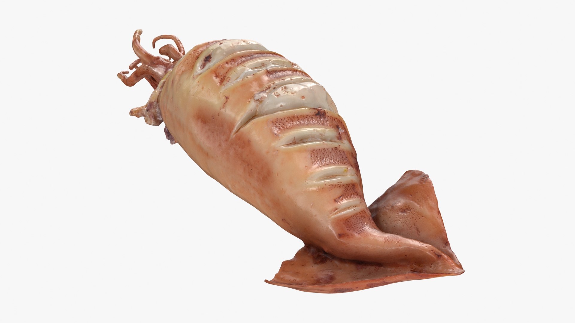 Grilled Squid 3D model https://p.turbosquid.com/ts-thumb/RA/j0HFQq/g9/grilledsquid_b0016/jpg/1698910171/1920x1080/fit_q87/4e81114c358755764affaebaf524c1b76d8b0f8b/grilledsquid_b0016.jpg