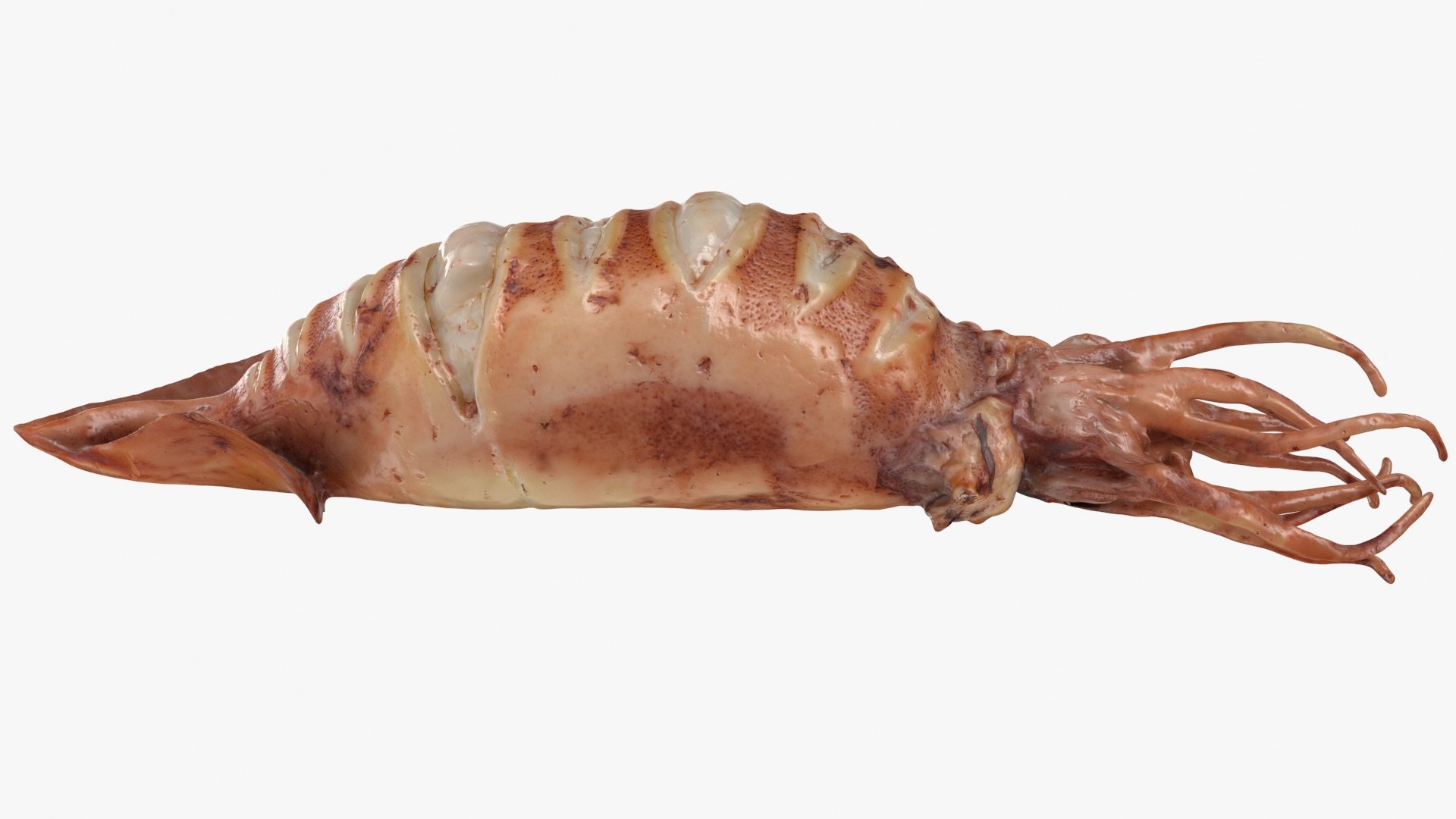 Grilled Squid 3D model https://p.turbosquid.com/ts-thumb/RA/j0HFQq/oK/grilledsquid_b0014/jpg/1698910170/1920x1080/fit_q87/6fd28a7d0a1651fe824cd46027daa3b13b3f749b/grilledsquid_b0014.jpg