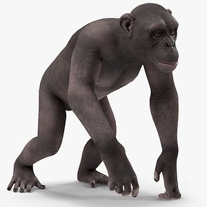 chimpanzee dark pan rigged model