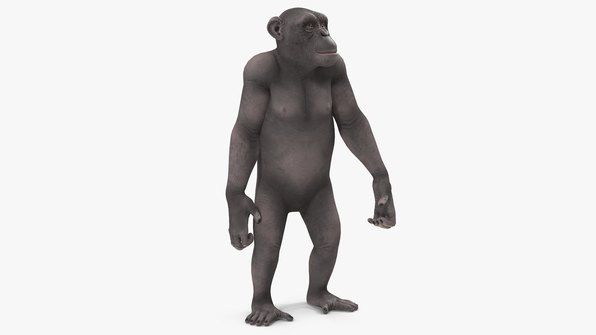 Chimpanzee Dark Rigged for Cinema 4D 3D model preview