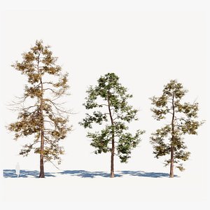 3D model Metasequoia glyptostroboides c