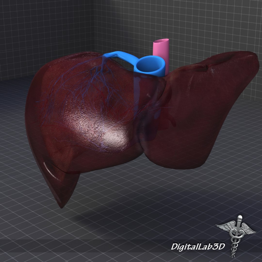 human liver anatomy 3d lwo https://p.turbosquid.com/ts-thumb/RA/rcj6nM/YoUXuprE/dl3d_liverdetailed1/jpg/1270220998/1920x1080/fit_q87/e45ec60bf7f455d39a834f03d1eb8ec70f6286c3/dl3d_liverdetailed1.jpg