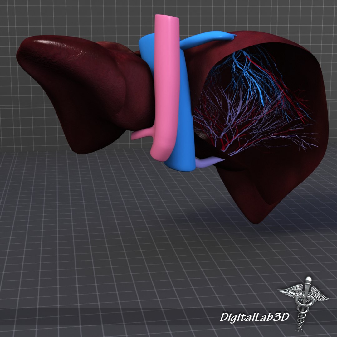 human liver anatomy 3d lwo https://p.turbosquid.com/ts-thumb/RA/rcj6nM/gLP4pOIC/dl3d_liverdetailed5/jpg/1270220999/1920x1080/fit_q87/628a72aacfc30828e5528182c2c59638ae53eb76/dl3d_liverdetailed5.jpg