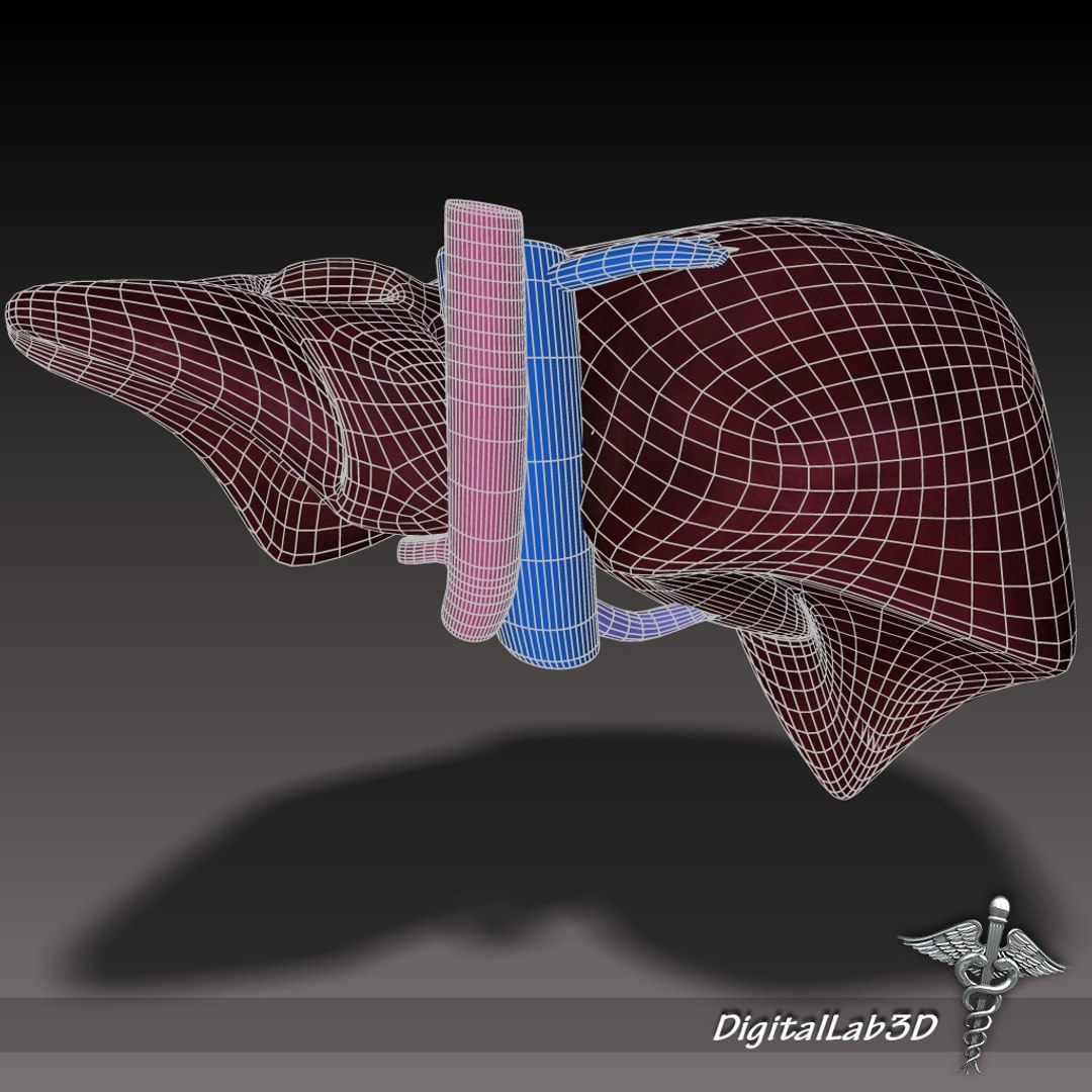 human liver anatomy 3d lwo https://p.turbosquid.com/ts-thumb/RA/rcj6nM/vNB33FzB/dl3d_liverdetailedwireframe/jpg/1270221000/1920x1080/fit_q87/d3685572db01ec289ce95a0c816d2c4830933763/dl3d_liverdetailedwireframe.jpg