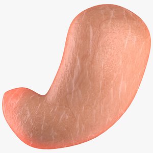 max stomach