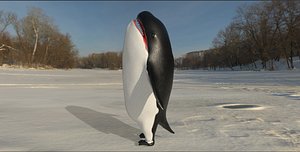 pinguinwhale model