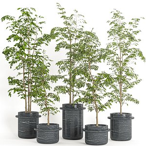 indoor plant vol 45 model