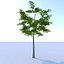 Oak (Summer) Low Poly