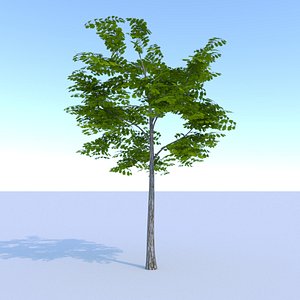 ready oak summer 3D model