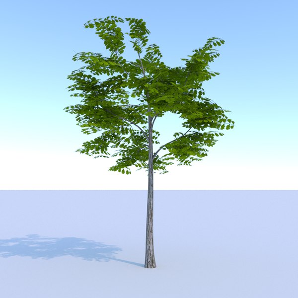 ready oak summer 3D model