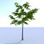 Oak (Summer) Low Poly