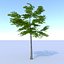 Oak (Summer) Low Poly