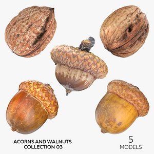 3D model Acorns and Walnuts Collection 03 - 5 models