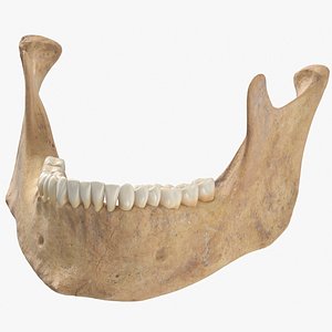 3D human jawbone mandible 01
