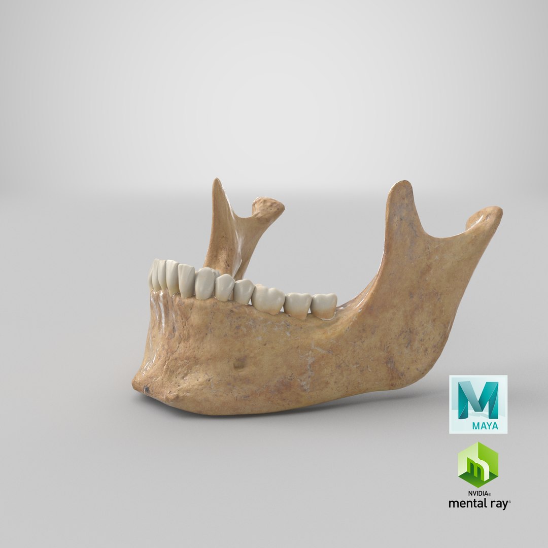 3D human jawbone mandible 01 - TurboSquid 1612146