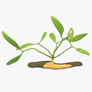 haustoria
