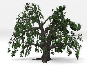 3D tree oak old spring model