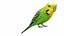 Bird and Bird Cage Collection
