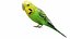Bird and Bird Cage Collection