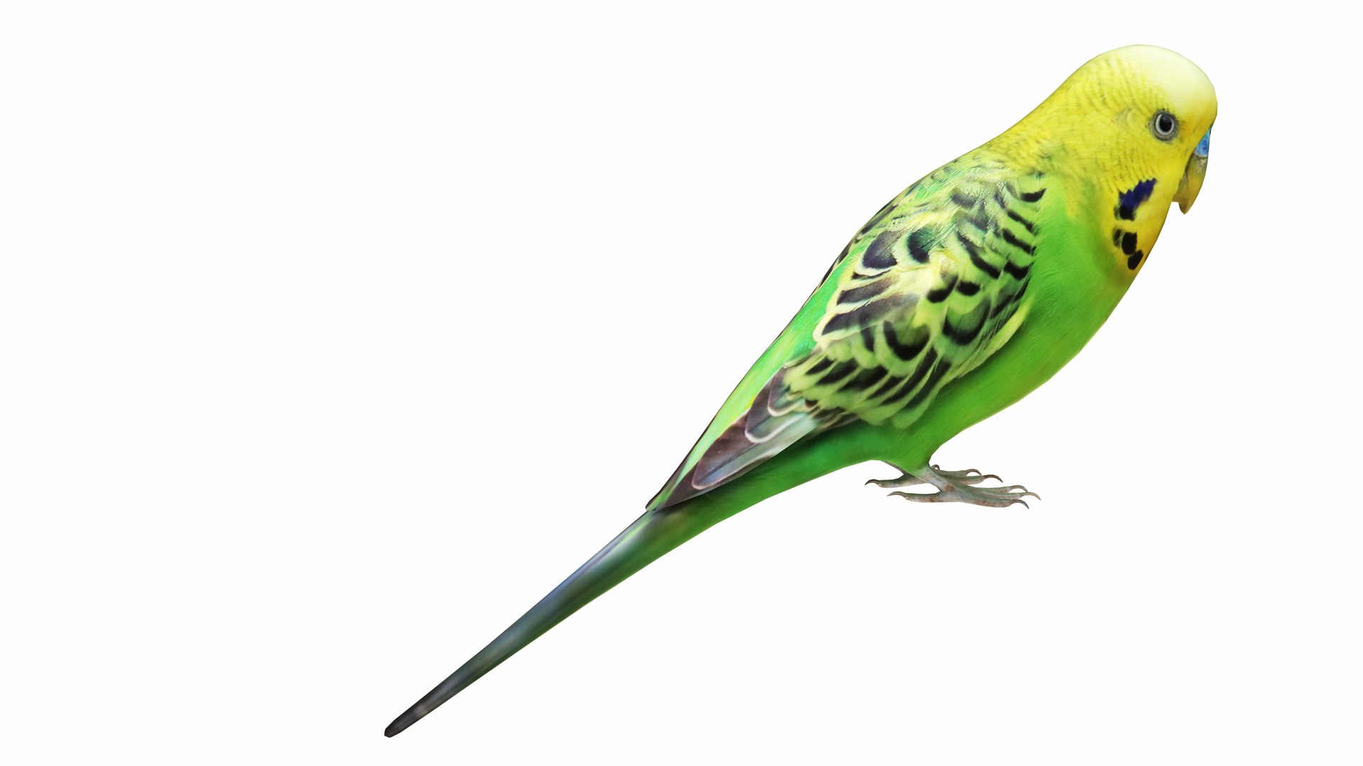 Bird and Bird Cage Collection 3D model https://p.turbosquid.com/ts-thumb/RB/QMDZEA/um/budgie5/jpg/1735463191/1920x1080/fit_q87/b770ae80d4afba51723ed622225ed6b8ec94f717/budgie5.jpg