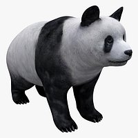 Giant Panda