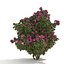 Camellia kollection