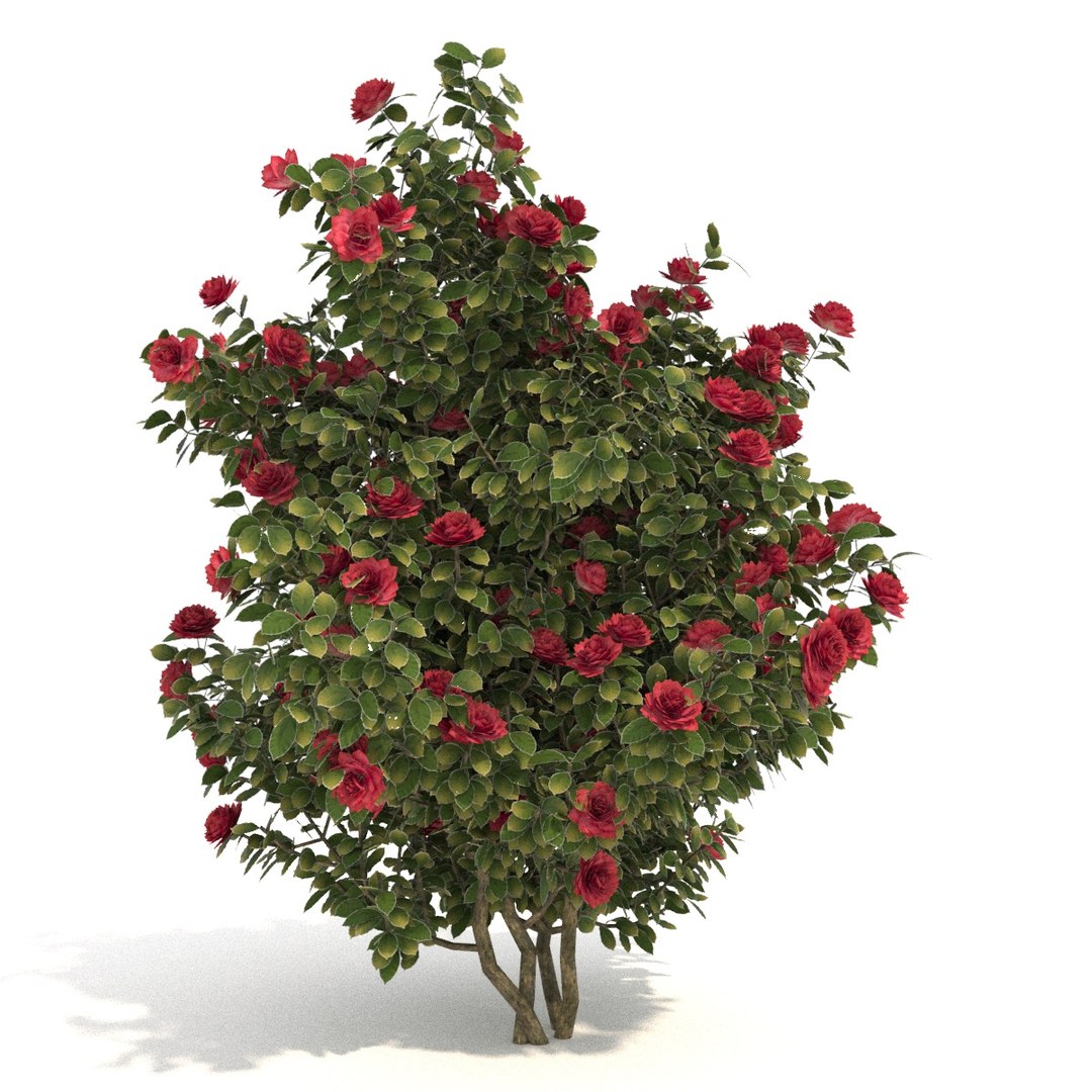 camellia trees modelled 3D model https://p.turbosquid.com/ts-thumb/RB/lEHMVs/VI28BmA2/01/jpg/1523363211/1920x1080/fit_q87/346415332c5e577d3397882310974fe585bec890/01.jpg