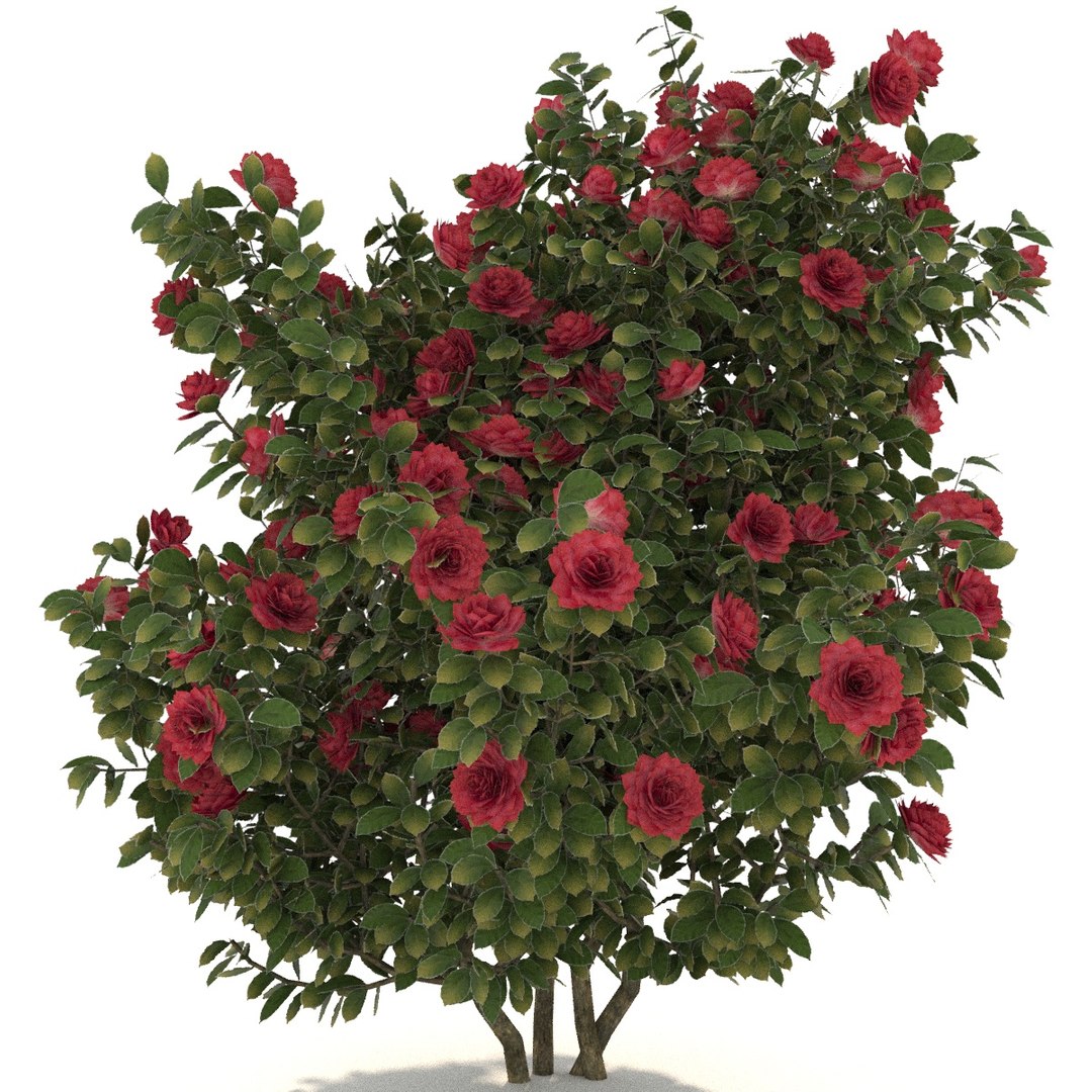camellia trees modelled 3D model https://p.turbosquid.com/ts-thumb/RB/lEHMVs/X0Llsu9o/03/jpg/1523363239/1920x1080/fit_q87/1668de28f483836bf8493a89d00b8a1a25e63c9e/03.jpg