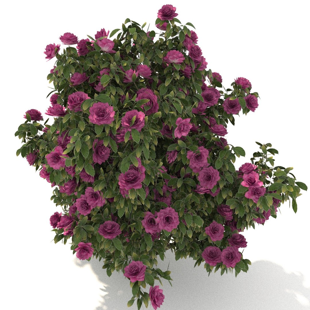 camellia trees modelled 3D model https://p.turbosquid.com/ts-thumb/RB/lEHMVs/c6FOKgNM/07/jpg/1523363538/1920x1080/fit_q87/dd4d4789e7b957c365304aeb69c5e5191673f448/07.jpg