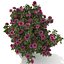 Camellia kollection