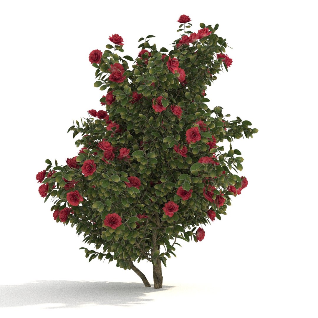 camellia trees modelled 3D model https://p.turbosquid.com/ts-thumb/RB/lEHMVs/ijNt69JK/02/jpg/1523363226/1920x1080/fit_q87/cd3de0a2eea39c1747a724b3c6416c0d9cf6c343/02.jpg