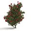 Camellia kollection