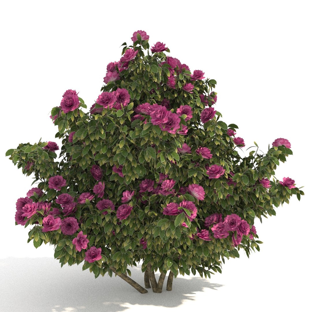 camellia trees modelled 3D model https://p.turbosquid.com/ts-thumb/RB/lEHMVs/lLKKx3ZP/05/jpg/1523363257/1920x1080/fit_q87/2daffa6ff85046e06e913d64ccc83a919c3aacbd/05.jpg