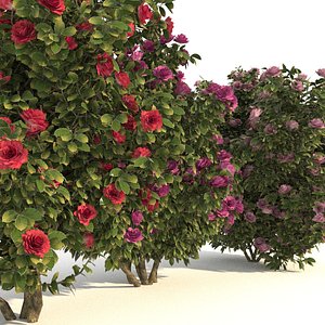 camellia trees modelled 3D model