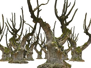 Giant Ancient Tree 16K