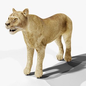 Lioness - African Lion Female - Rigged PBR
