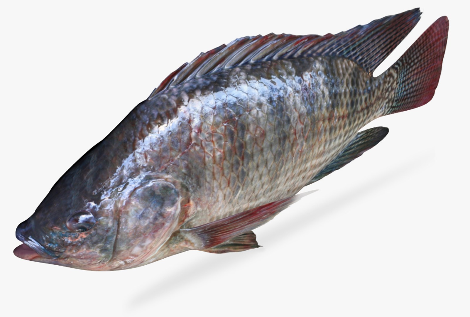 3D rainforest tilapia https://p.turbosquid.com/ts-thumb/RC/0qkgbW/DdqrURwU/3/jpg/1537561790/1920x1080/fit_q87/0522fe54dda2406f53ee2898d817fcd488ecc8ad/3.jpg