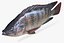 Rainforest Tilapia