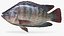 Rainforest Tilapia
